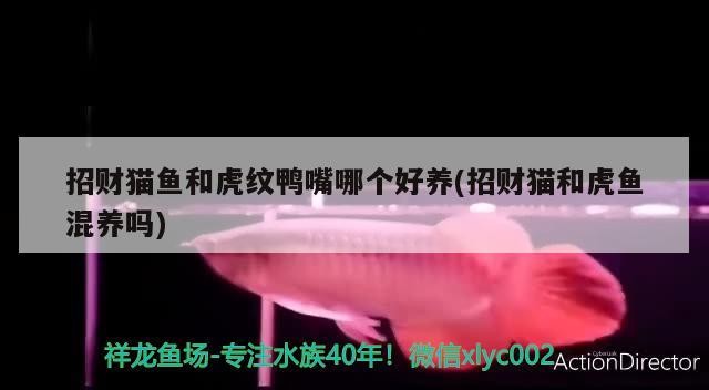 招財貓魚和虎紋鴨嘴哪個好養(招財貓和虎魚混養嗎)