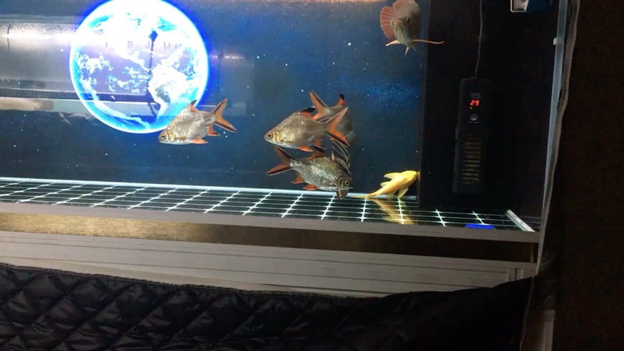 請教：虎魚只吃活食如何改口