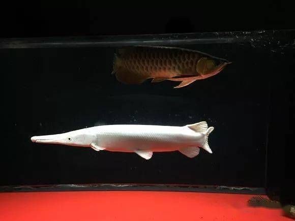 白化火箭魚用多大的魚缸養(yǎng)：關(guān)于白化火箭魚飼養(yǎng)缸大小的具體信息 白化火箭魚用多大的魚缸養(yǎng)：關(guān)于白化火箭魚飼養(yǎng)缸大小的具體信息 魚缸百科 第4張