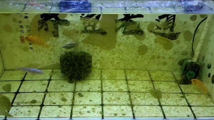 龍魚缸褐藻怎么去除掉 龍魚百科 第1張 龍魚缸褐藻怎么去除掉 龍魚缸褐藻怎么去除掉 龍魚百科 第1張