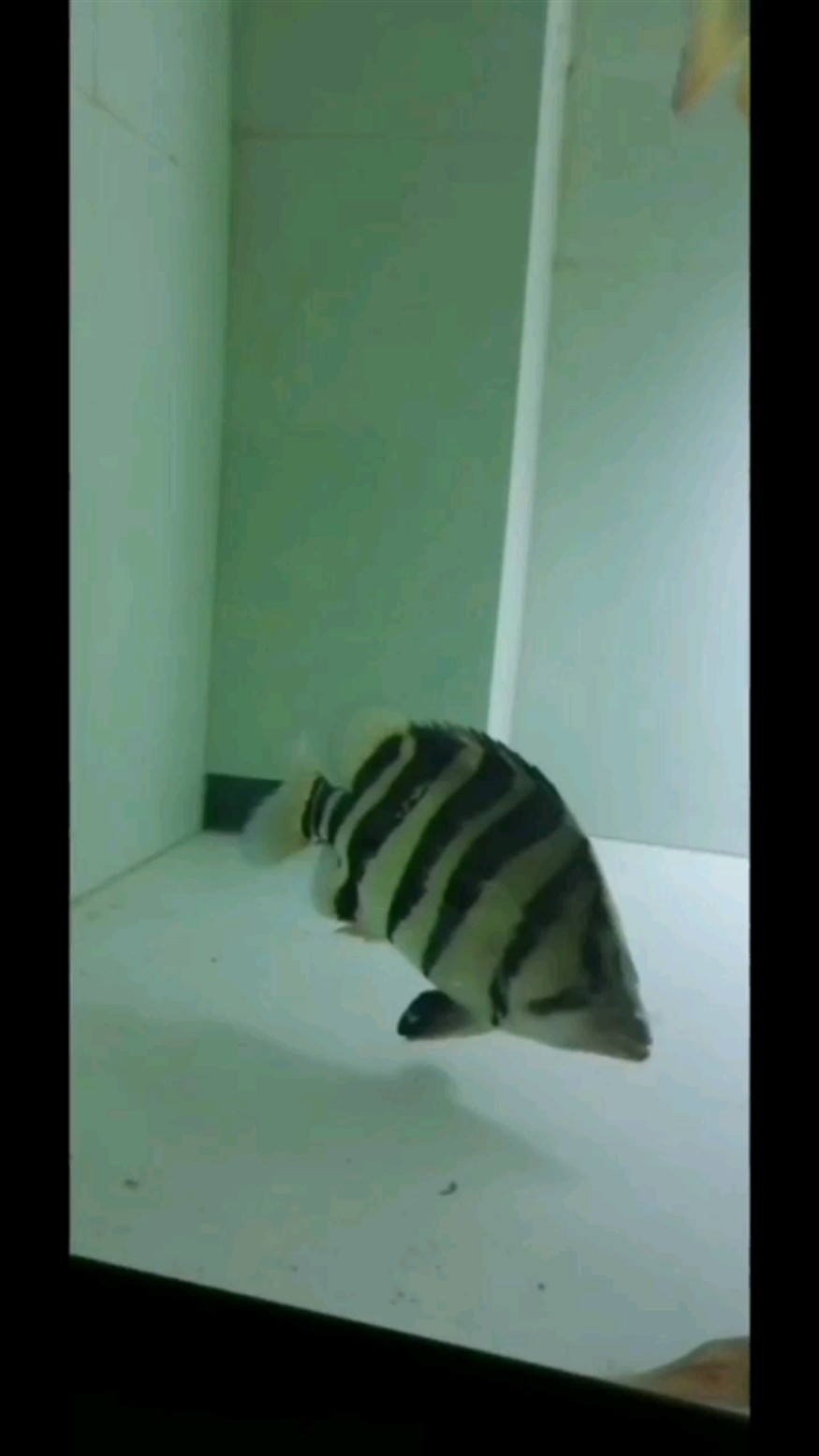 虎魚體型的重要培養需要哪幾點？