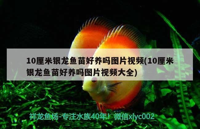 10厘米銀龍魚苗好養(yǎng)嗎圖片視頻(10厘米銀龍魚苗好養(yǎng)嗎圖片視頻大全)