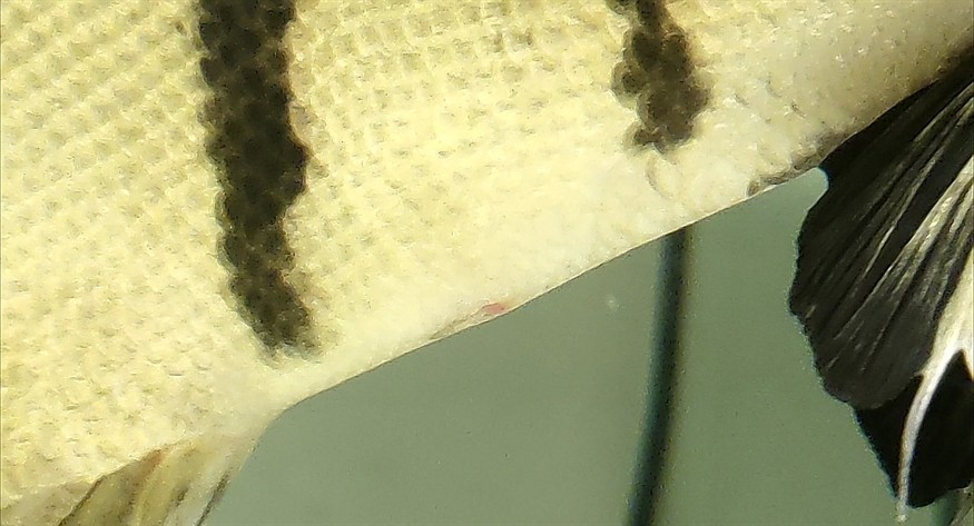 虎魚如何分公母？