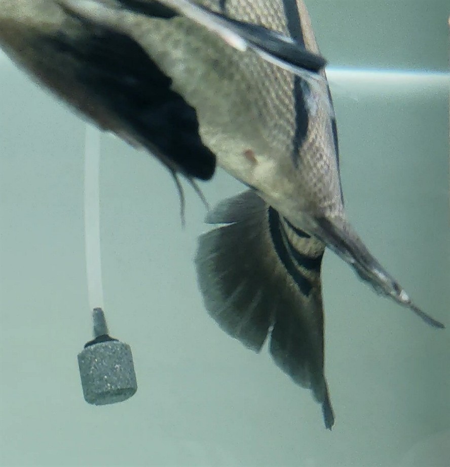 虎魚如何分公母？