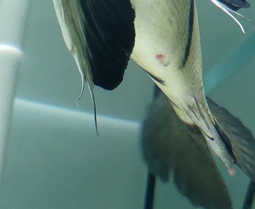 虎魚如何分公母？