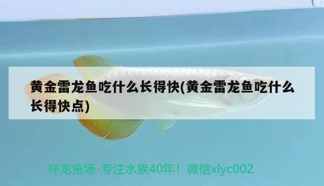 虎魚被龍魚吃了？？