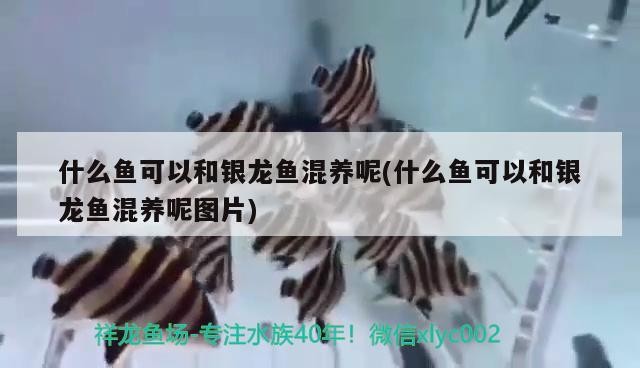 什么魚可以和銀龍魚混養(yǎng)呢(什么魚可以和銀龍魚混養(yǎng)呢圖片) 什么魚可以和銀龍魚混養(yǎng)呢(什么魚可以和銀龍魚混養(yǎng)呢圖片) 銀龍魚百科