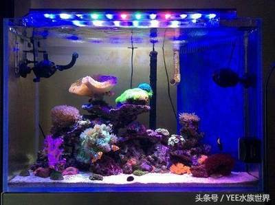 紅龍魚用什么顏色燈發色好一點（紅龍魚用什么顏色燈發色好一點呢）