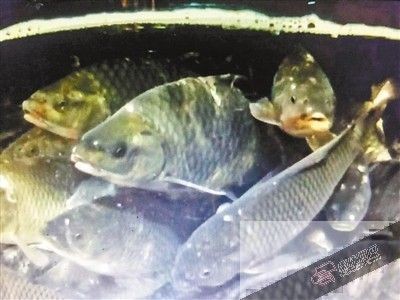 超市里放魚缸好嗎視頻：超市里放置魚缸的一些優點和缺點 超市里放魚缸好嗎視頻：超市里放置魚缸的一些優點和缺點 魚缸百科 第1張