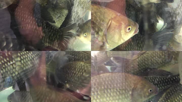 超市里放魚缸好嗎視頻：超市里放置魚缸的一些優點和缺點 超市里放魚缸好嗎視頻：超市里放置魚缸的一些優點和缺點 魚缸百科 第3張