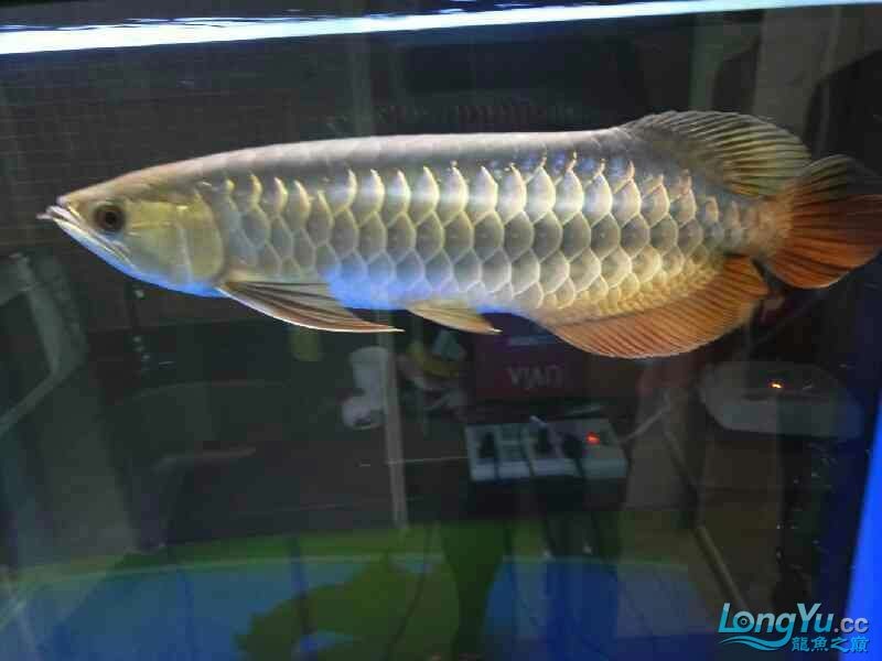 回歸虎魚板