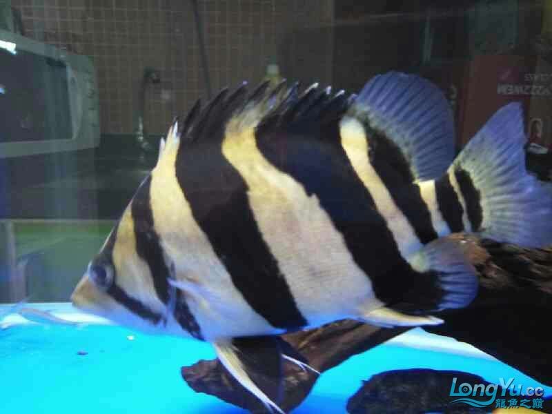 回歸虎魚板