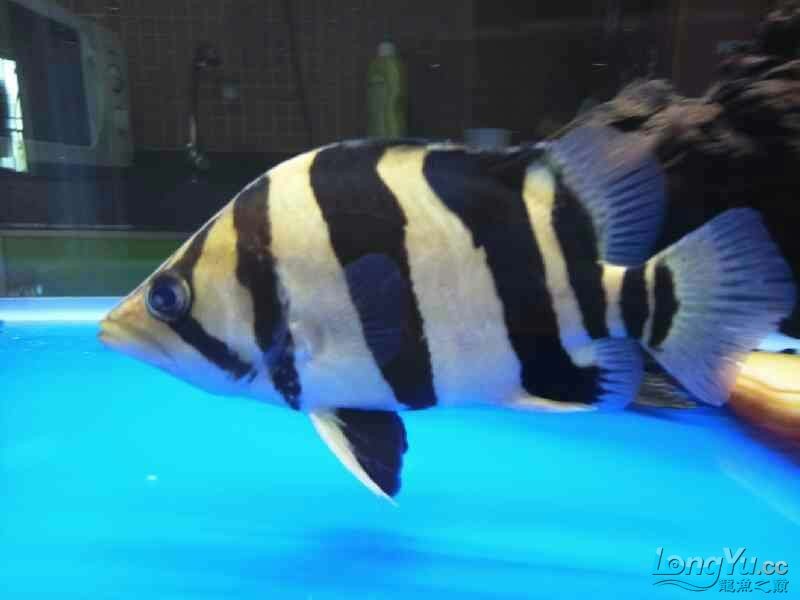 回歸虎魚板