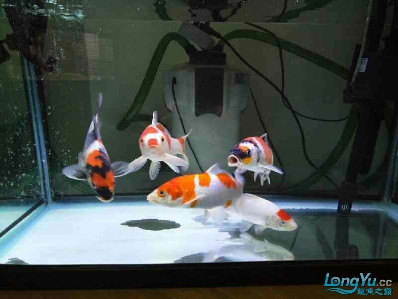 回歸虎魚板