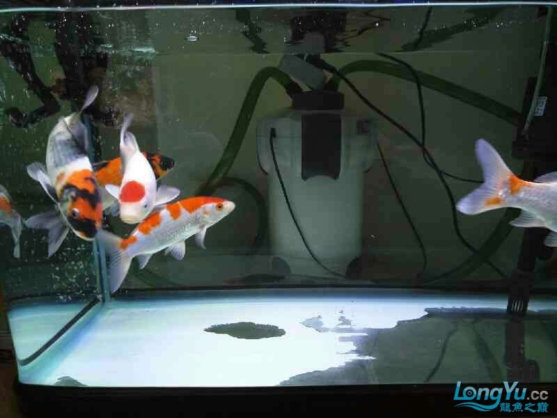 回歸虎魚板