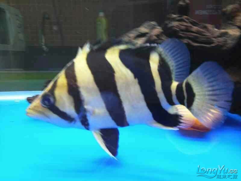 回歸虎魚板