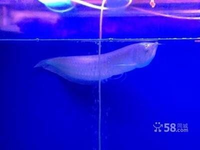 觀賞魚銀龍魚價格多少一條