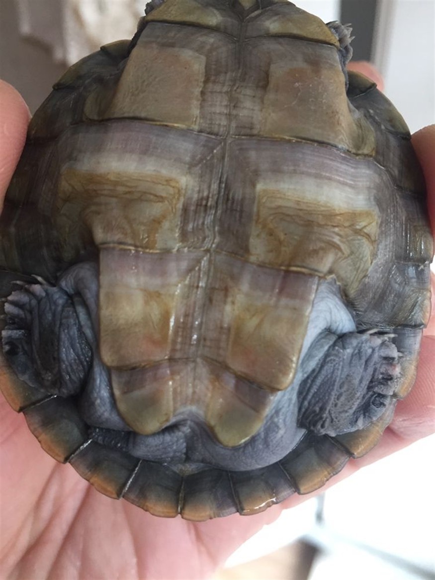 泰州水族館這是不是浮腫啊？