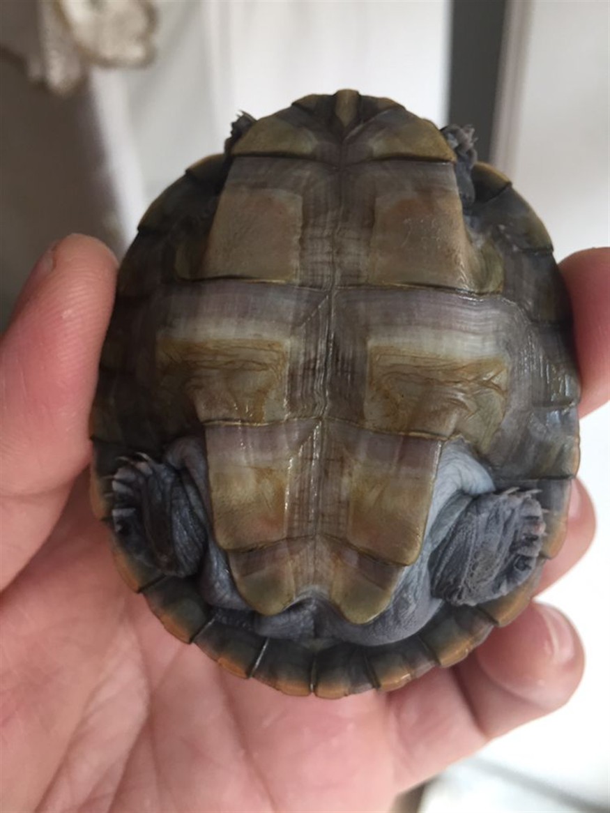 泰州水族館這是不是浮腫啊？