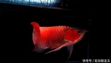 龍魚鱗上有白點(diǎn)為什么會死 龍魚鱗上有白點(diǎn)為什么會死 龍魚百科 第3張