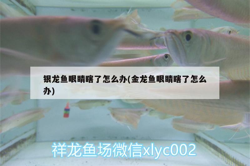 銀龍魚眼睛瞎了怎么辦(金龍魚眼睛瞎了怎么辦) 銀龍魚眼睛瞎了怎么辦(金龍魚眼睛瞎了怎么辦) 銀龍魚百科