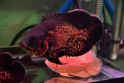 從魚缸看魚眼中的你：從魚缸外看魚是怎樣的體驗？