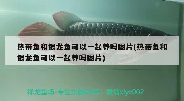 熱帶魚和銀龍魚可以一起養嗎圖片(熱帶魚和銀龍魚可以一起養嗎圖片) 熱帶魚和銀龍魚可以一起養嗎圖片(熱帶魚和銀龍魚可以一起養嗎圖片) 銀龍魚百科