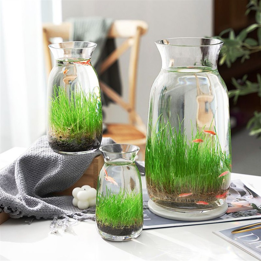 玻璃瓶魚缸造景：玻璃瓶魚缸造景技巧