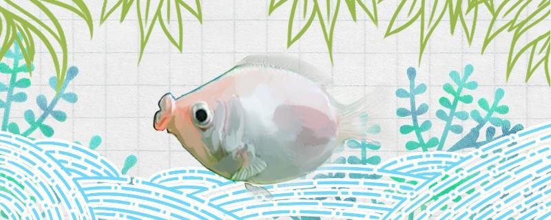 接吻魚吃什么飼料一次喂多少食物