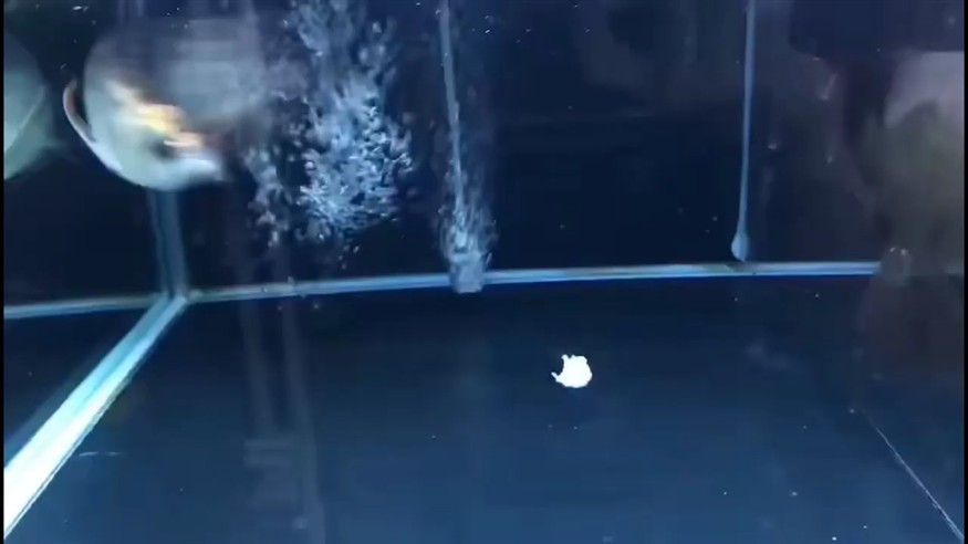 南信龍虎魚(yú)水族的定金已交