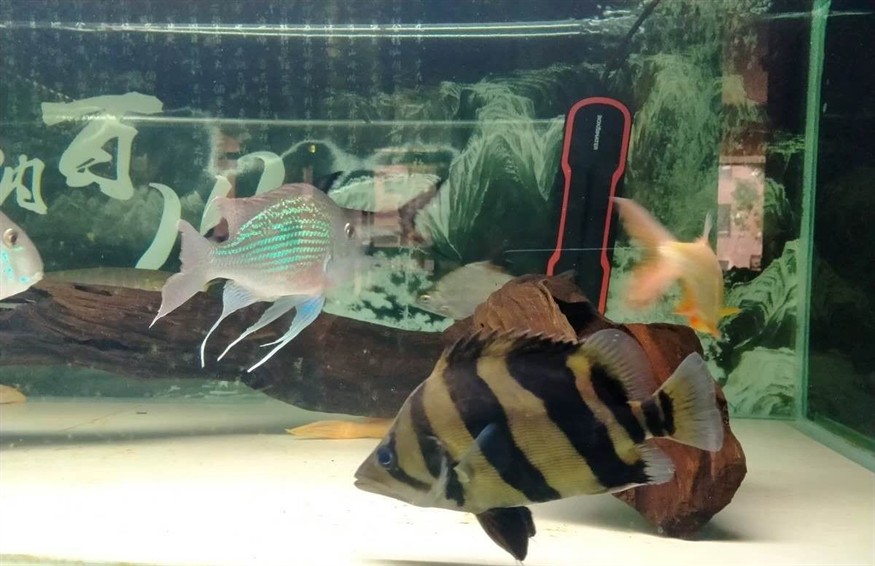 轉三紋虎魚