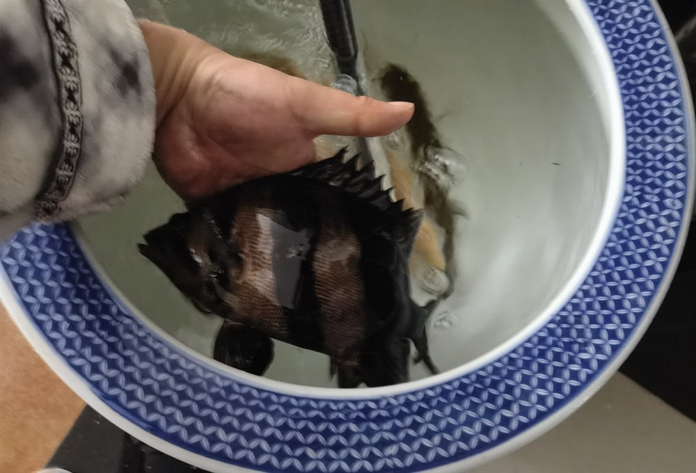 轉三紋虎魚