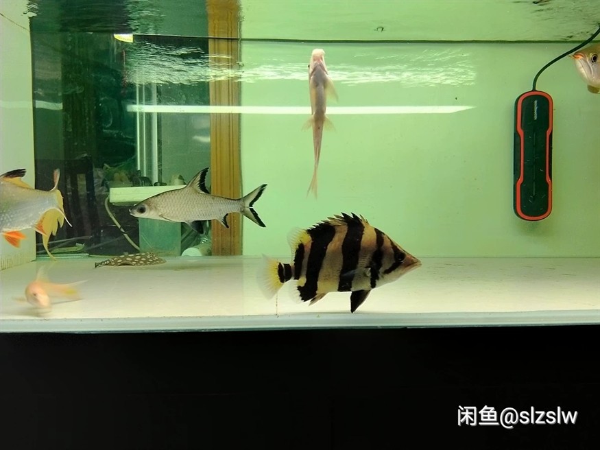 轉三紋虎魚