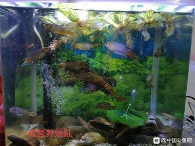 玻璃魚缸怎么養水清澈：如何讓魚缸水保持清澈
