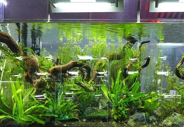 玻璃魚缸怎么養水清澈：如何讓魚缸水保持清澈