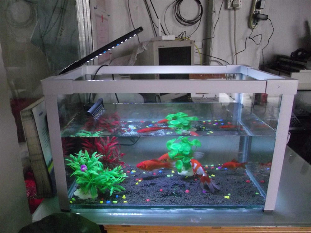 玻璃魚缸怎么養水清澈：如何讓魚缸水保持清澈