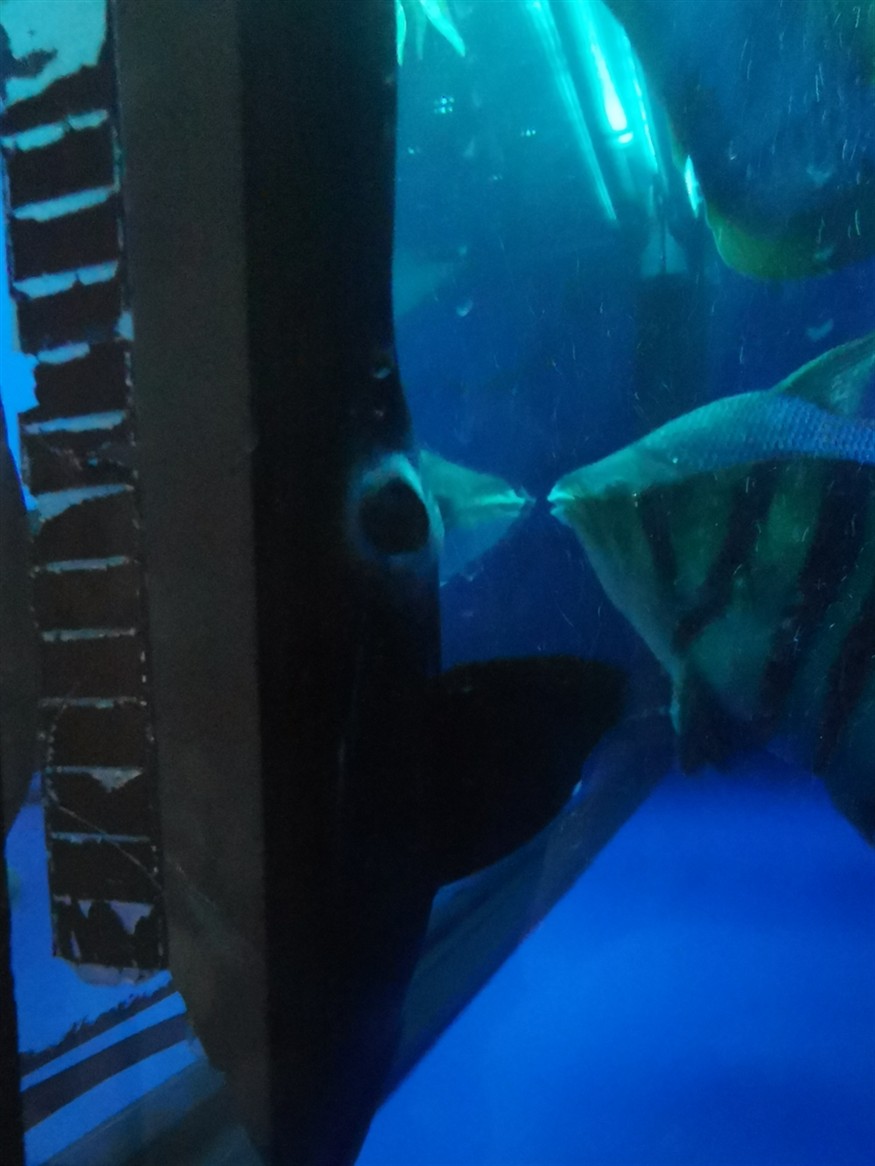 高手們幫忙看看虎魚肛門發白是怎么回事