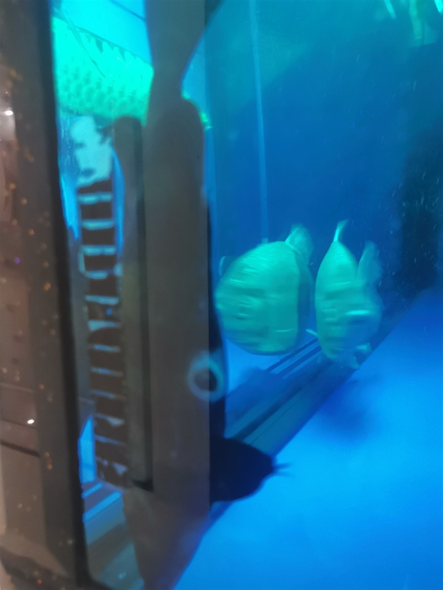高手們幫忙看看虎魚肛門發(fā)白是怎么回事