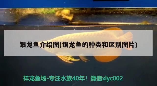 金龍魚 銀龍魚介紹圖(銀龍魚的種類和區(qū)別圖片) 銀龍魚百科 銀龍魚介紹圖(銀龍魚的種類和區(qū)別圖片) 銀龍魚介紹圖(銀龍魚的種類和區(qū)別圖片) 銀龍魚百科
