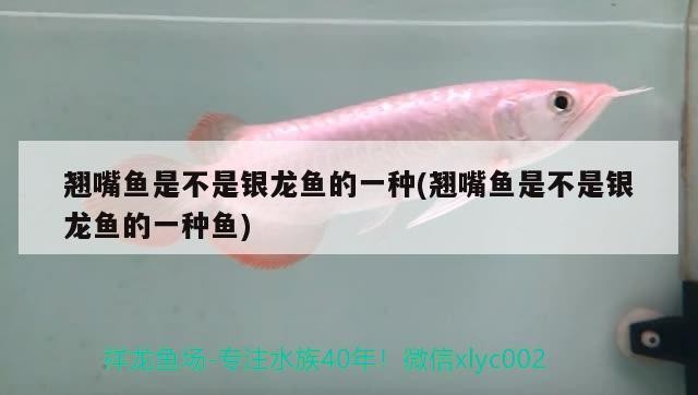 龍魚干蝦有營養(yǎng)嗎 翹嘴魚是不是銀龍魚的一種(翹嘴魚是不是銀龍魚的一種魚) 銀龍魚百科 翹嘴魚是不是銀龍魚的一種(翹嘴魚是不是銀龍魚的一種魚) 翹嘴魚是不是銀龍魚的一種(翹嘴魚是不是銀龍魚的一種魚) 銀龍魚百科