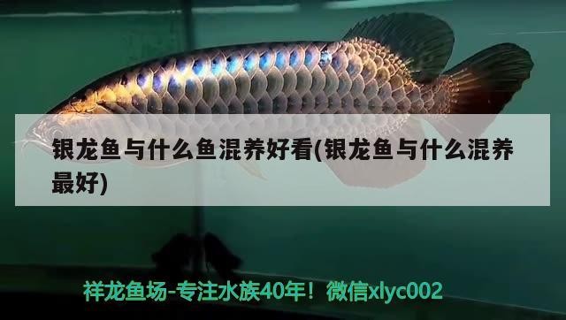 銀龍魚與什么魚混養好看(銀龍魚與什么混養最好)