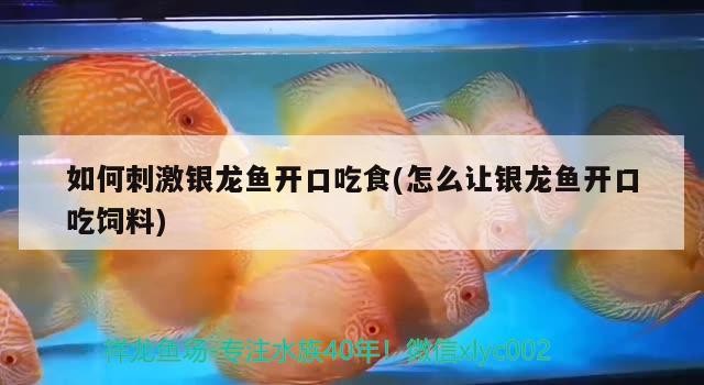 如何刺激銀龍魚開口吃食(怎么讓銀龍魚開口吃飼料) 如何刺激銀龍魚開口吃食(怎么讓銀龍魚開口吃飼料) 銀龍魚百科