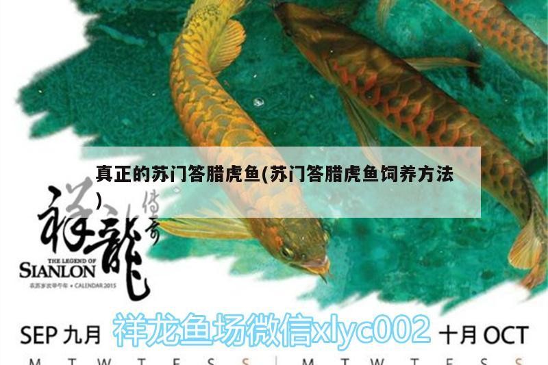 真正的蘇門答臘虎魚(蘇門答臘虎魚飼養(yǎng)方法)