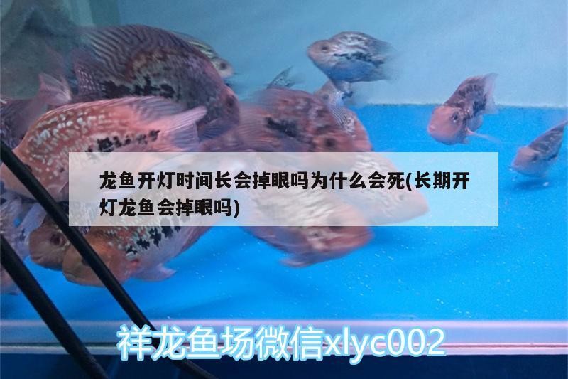 5新加坡版虎魚