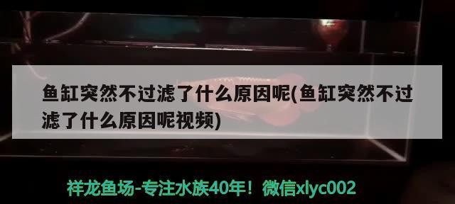 魚缸突然不過濾了什么原因呢(魚缸突然不過濾了什么原因呢視頻)