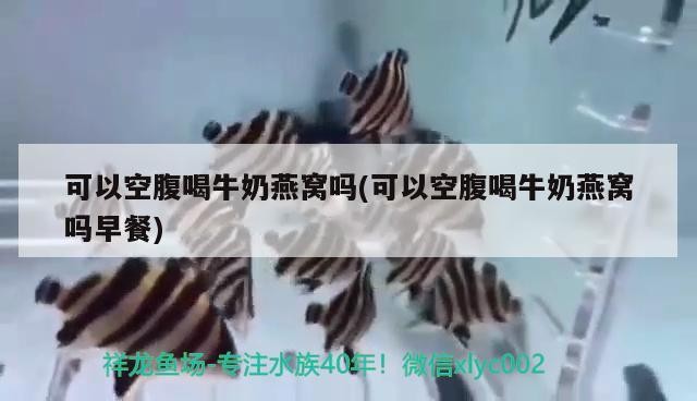 虎魚長大霸氣就出來了