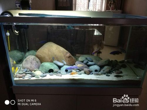 樂亭縣城關亮點水族店（樂亭縣城關亮點水族店電話）