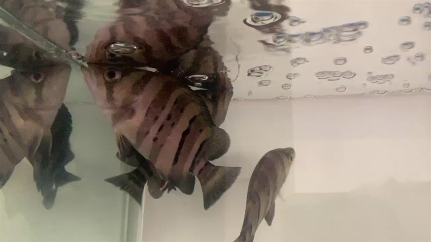 虎魚在上層張嘴游動