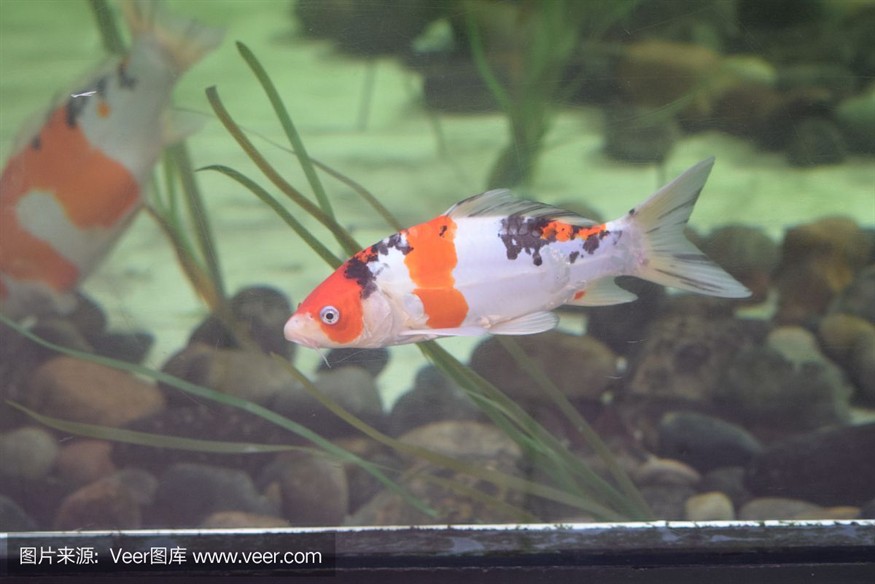卡普瓦斯魚缸，seastar海星魚缸價格seastar海星魚缸價格 卡普瓦斯魚缸，seastar海星魚缸價格seastar海星魚缸價格 魚缸百科 第3張