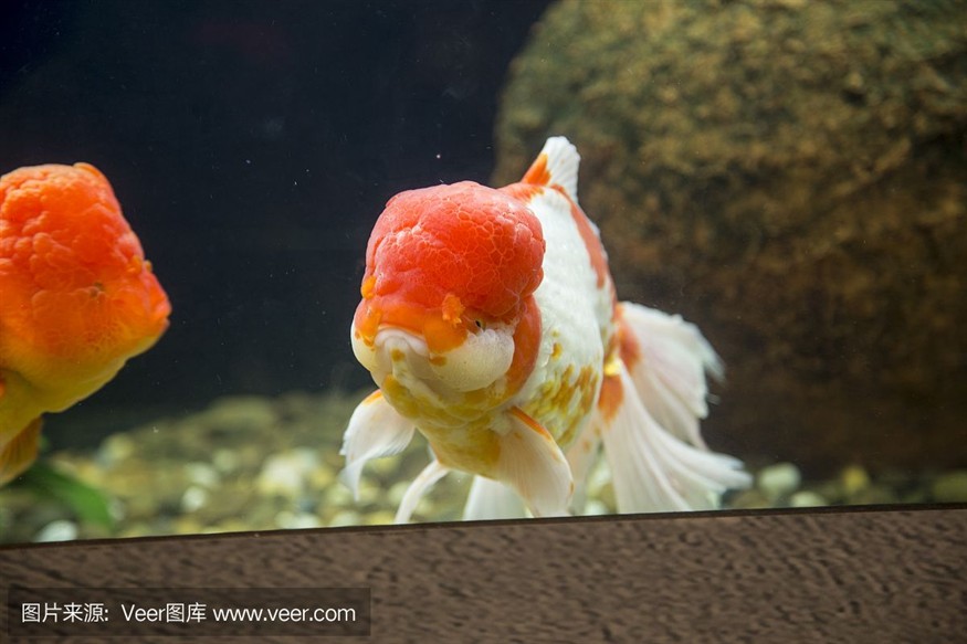卡普瓦斯魚缸，seastar海星魚缸價格seastar海星魚缸價格 卡普瓦斯魚缸，seastar海星魚缸價格seastar海星魚缸價格 魚缸百科 第5張